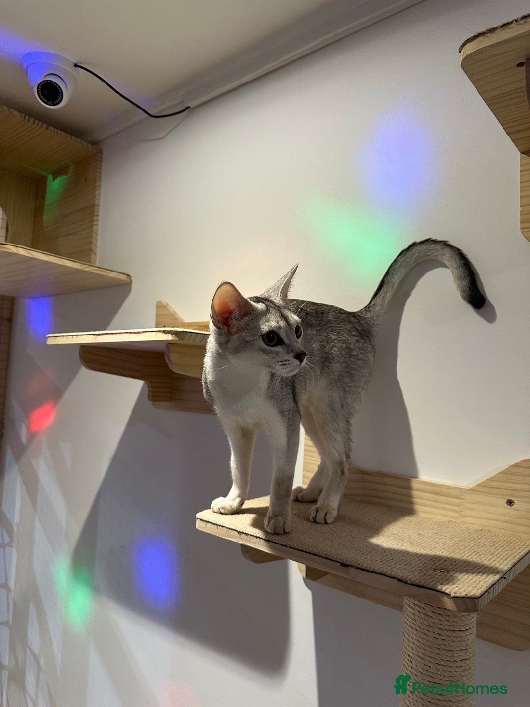 Abyssinian cats for sale: Pedigree Silver Abyssinian kittens left 1 female - Image 23