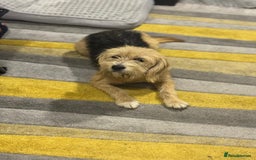 Yorkshire Terrier dogs for adoption: Sweet Daisy looking for LOVE  - Image 11