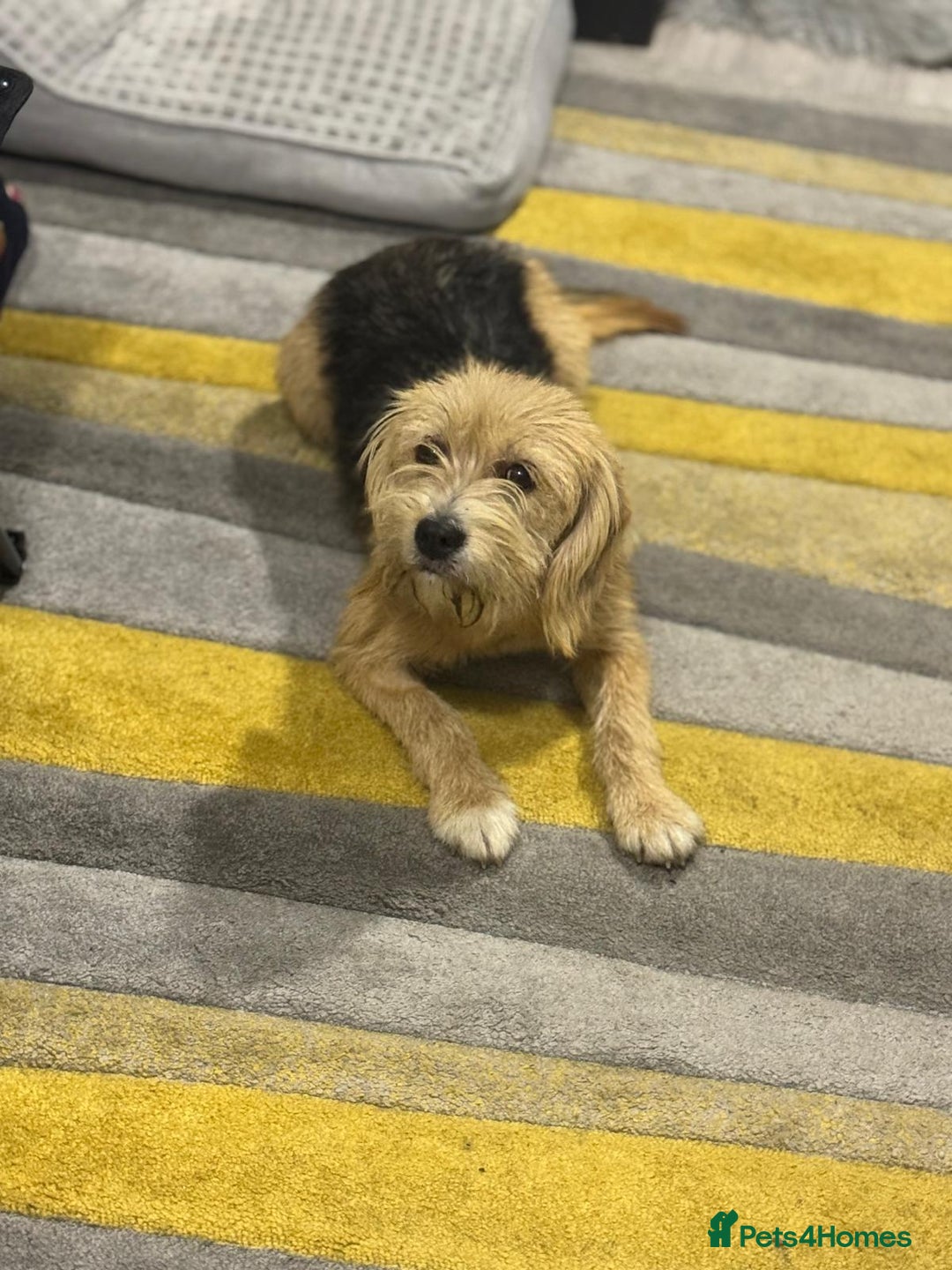 Yorkshire Terrier dogs for adoption: Sweet Daisy looking for LOVE  - Image 11