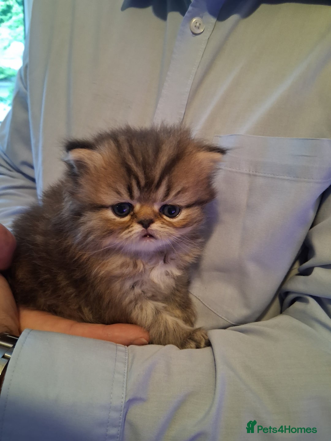 Persian cats for sale: Adorable pure Persian  - Image 5