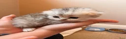 Scottish Fold cats for sale: 5 x pure bred Scottish Fold kittens  - Advert 4