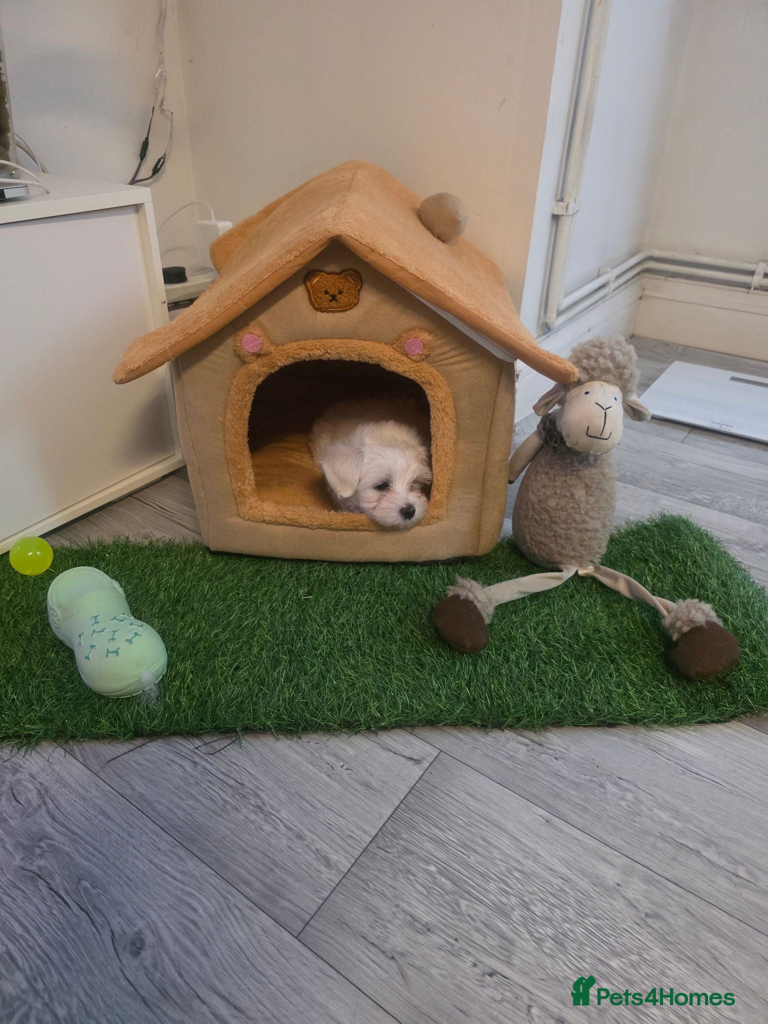 Bichon Frise dogs Mikey - Advert 5