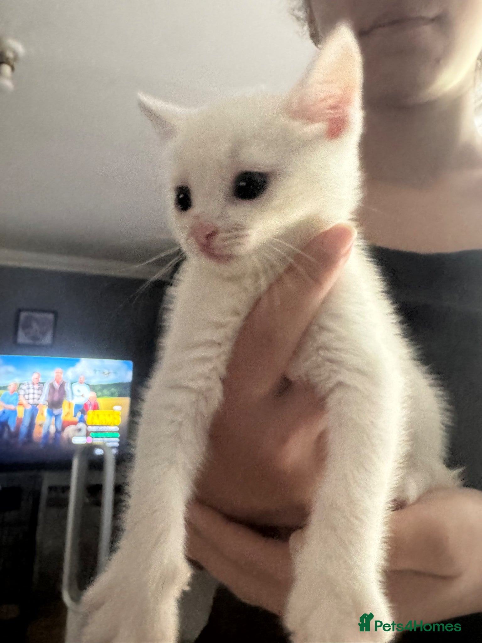 Domestic Shorthair cats for sale: Beautiful kittens - Advert 14