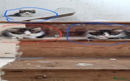 Mixed Breed cats for sale: 5 beautiful kittens are ready now  - Image 1