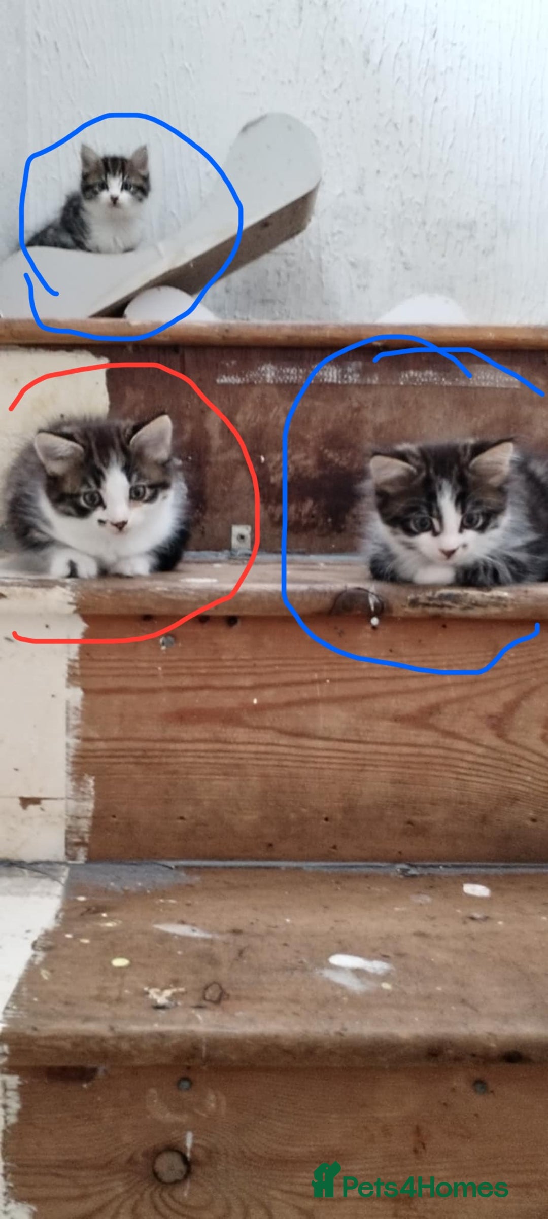 Mixed Breed cats for sale: 5 beautiful kittens are ready now  - Image 1