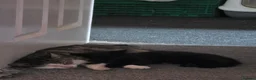 Mixed Breed cats for sale: 3 kittens remaining  - Advert 4