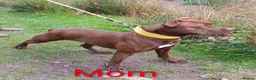 American Bull Staffy dogs for sale: American bull - Advert 30