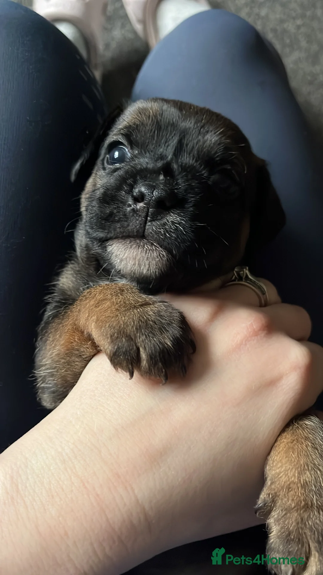 Border Terrier dogs for sale: Pedigree border terrier puppies - Advert 2