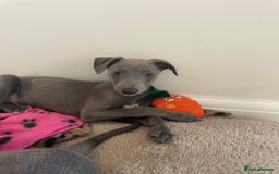Whippet dogs for sale: 4 left, KC registered blue whippet puppies  - Image 7
