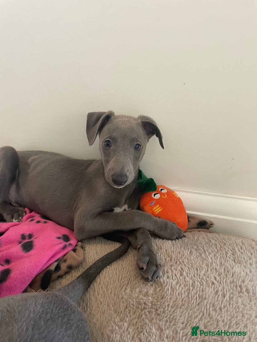 Whippet dogs for sale: 4 left, KC registered blue whippet puppies  - Image 7