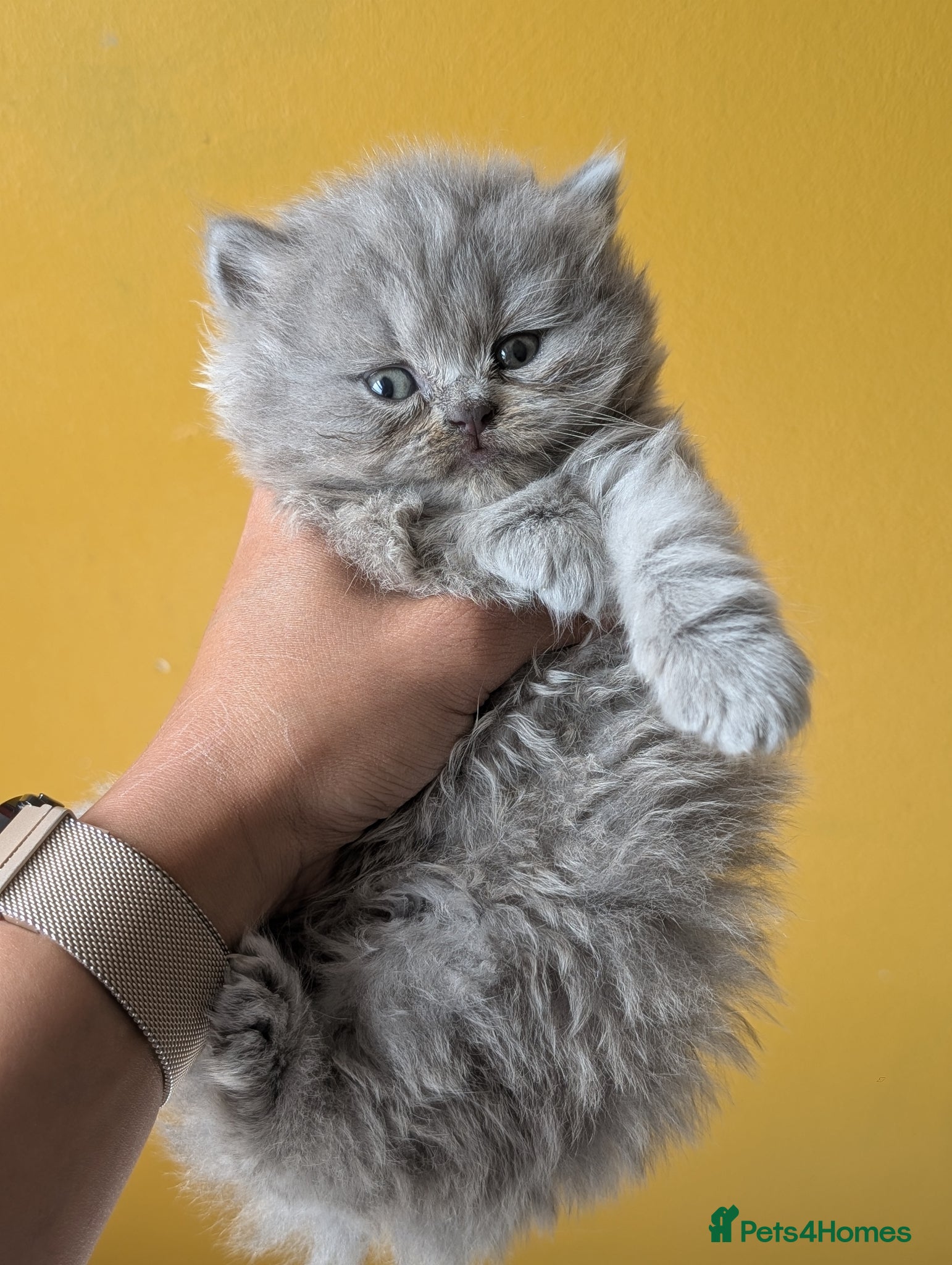 British Longhair cats British longhair and shorthair kittens  - Advert 5