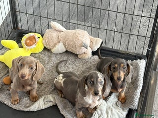 Miniature Dachshund dogs - Advert 2