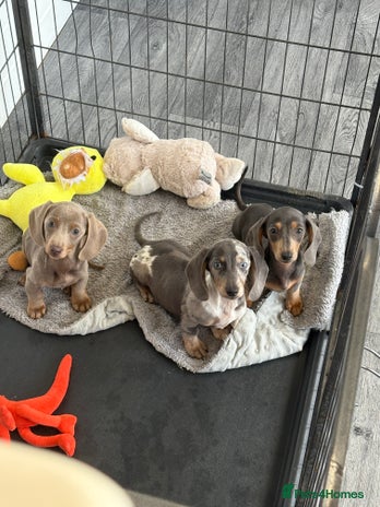 Miniature Dachshund dogs - Advert 16