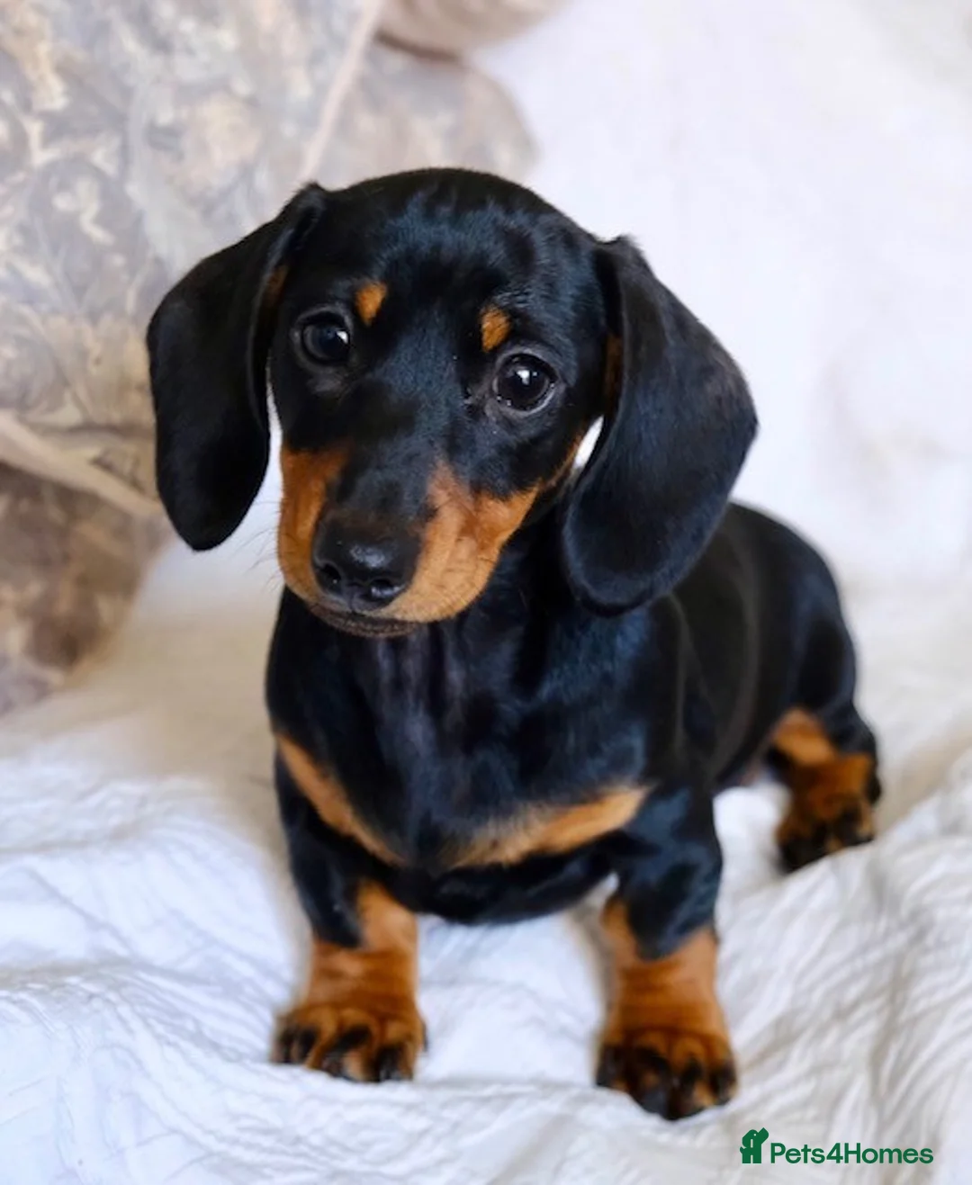 Miniature Dachshund dogs for sale: Ready Now! Happy and healthy puppies - Advert 14