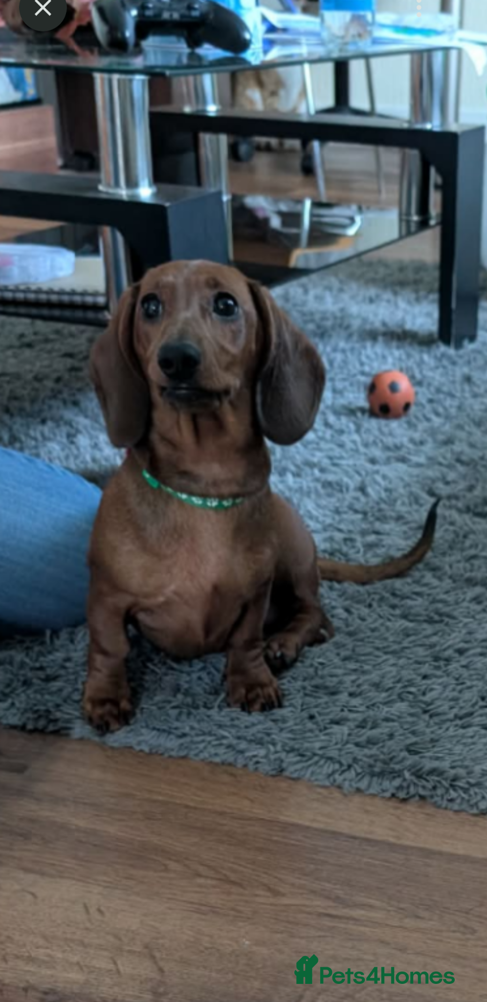 Miniature Dachshund dogs Miniature Dachshund puppies  - Advert 19