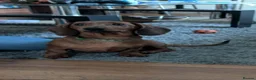 Miniature Dachshund dogs for sale: Miniature Dachshund puppies  - Advert 2