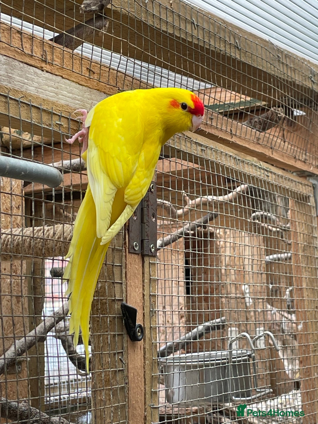 Mixed Breed birds for sale: Young stunning Kakariki’s  - Image 6