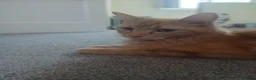 Mixed Breed cats for sale: 1 male kitten - Advert 2