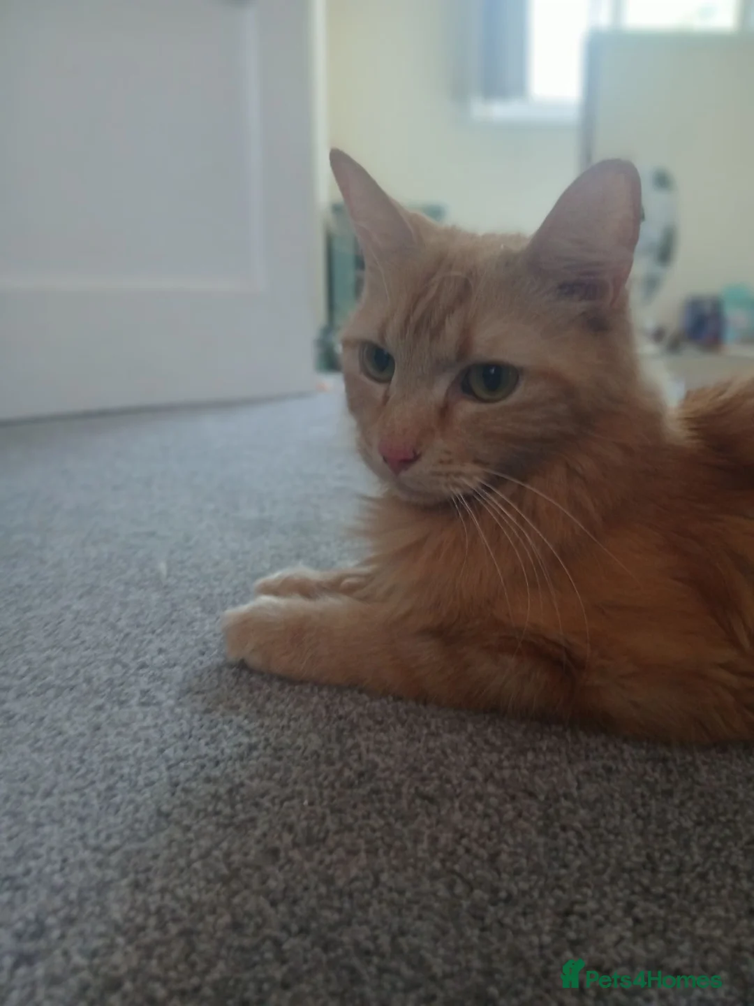Mixed Breed cats for sale: 1 male kitten - Advert 2