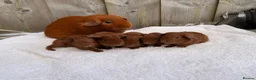 Guinea Pig rodents for sale: Gorgeous DEG boars  in Plymouth - Advert 3