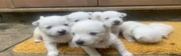 West Highland Terrier dogs for sale: West highland terrier puppies - Advert 7