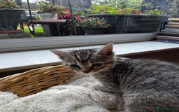 British Shorthair cats for sale: Gorgeous British Shorthair Kittens   - Image 24