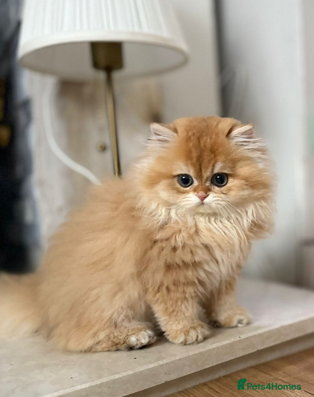 British Longhair cats for sale: Chocolate golden Chinchilla By 12 longhair - Advert 6