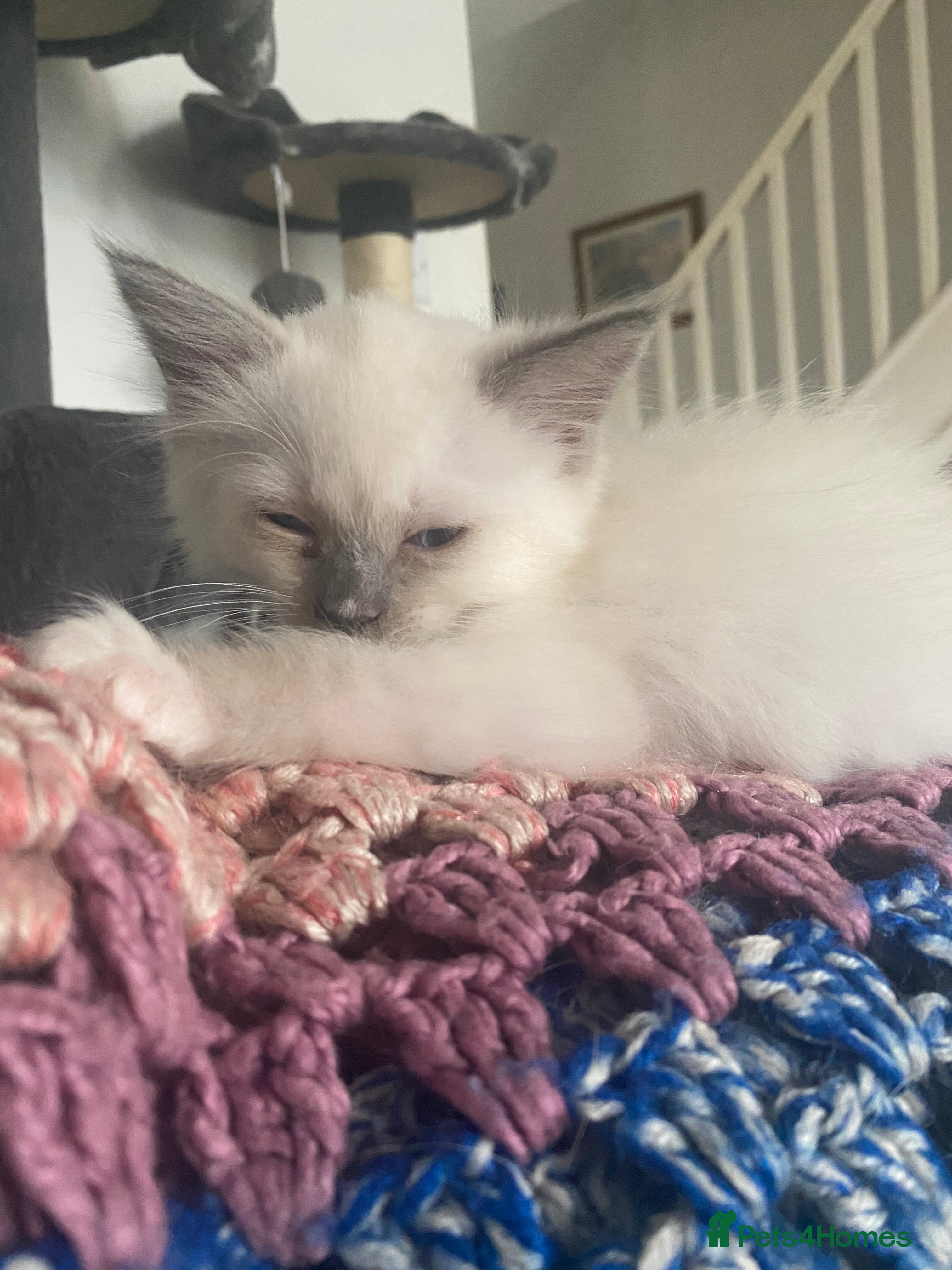 Ragdoll cats Stunning Blue boy - Advert 12