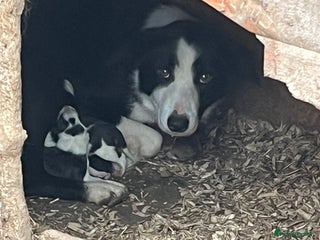 Border Collie dogs Border collie puppies - Advert 2
