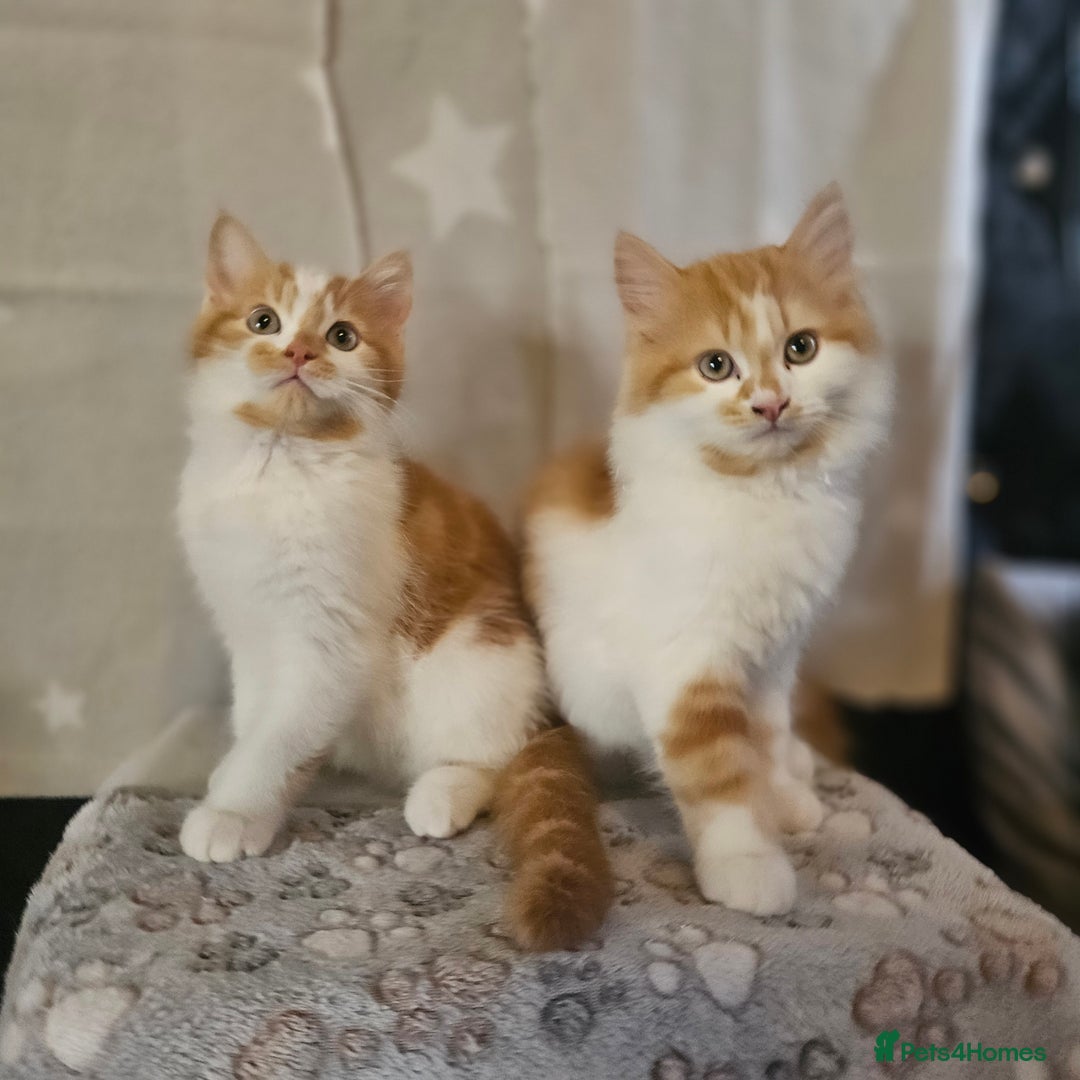 British Shorthair cats for sale: Ginger and white kittens  - Image 3