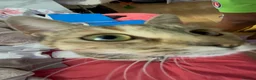 Domestic Shorthair cats for sale: 3 year old Domestic Shorthair  in London - Advert 4
