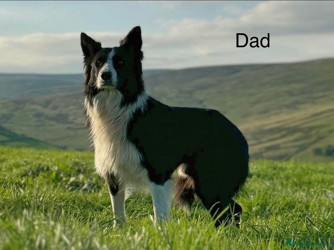 Border Collie dogs for sale: PEDIGREE ISDS & KC BORDER COLLIE PUPS - Image 32