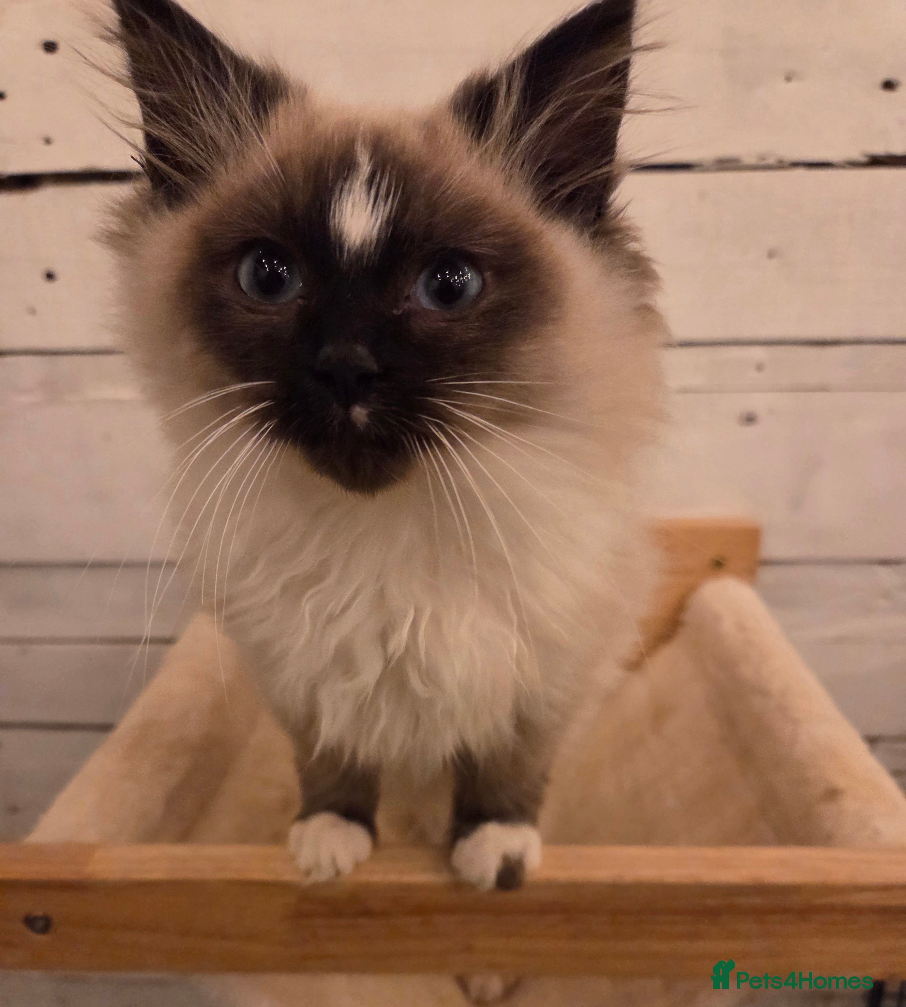 Ragdoll cats 1 Beautiful Male Seal Mitted Ragdoll with Blaze - Advert 2