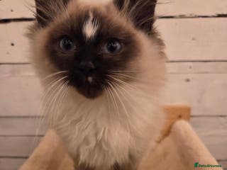 Ragdoll cats 1 Beautiful Male Seal Mitted Ragdoll with Blaze - Advert 1