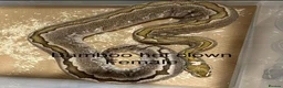 Python Snake reptiles for sale: Ball python in Welwyn Garden City - Advert 3