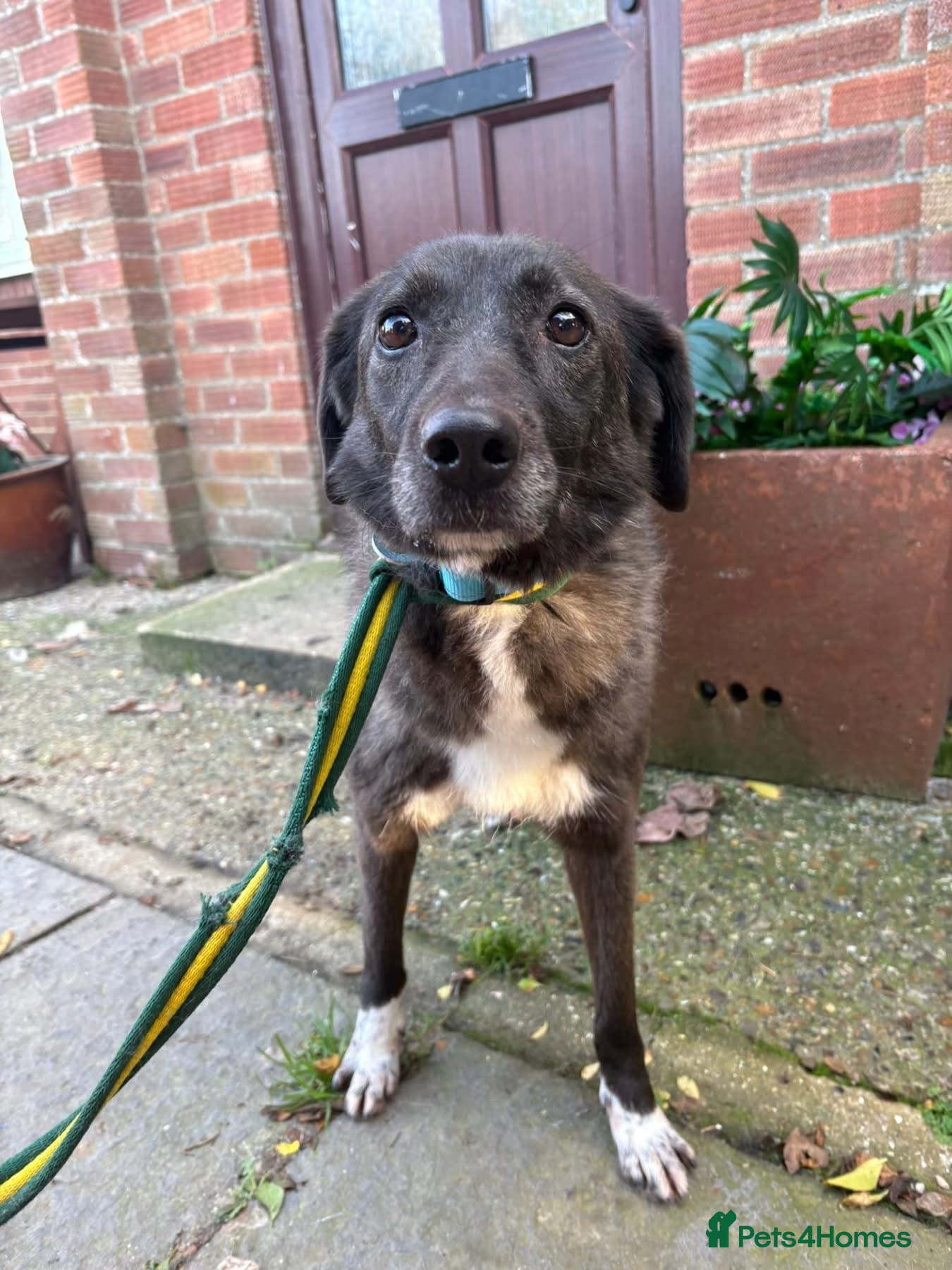 Mixed Breed dogs Felice - Norwich Norfolk  - Advert 1