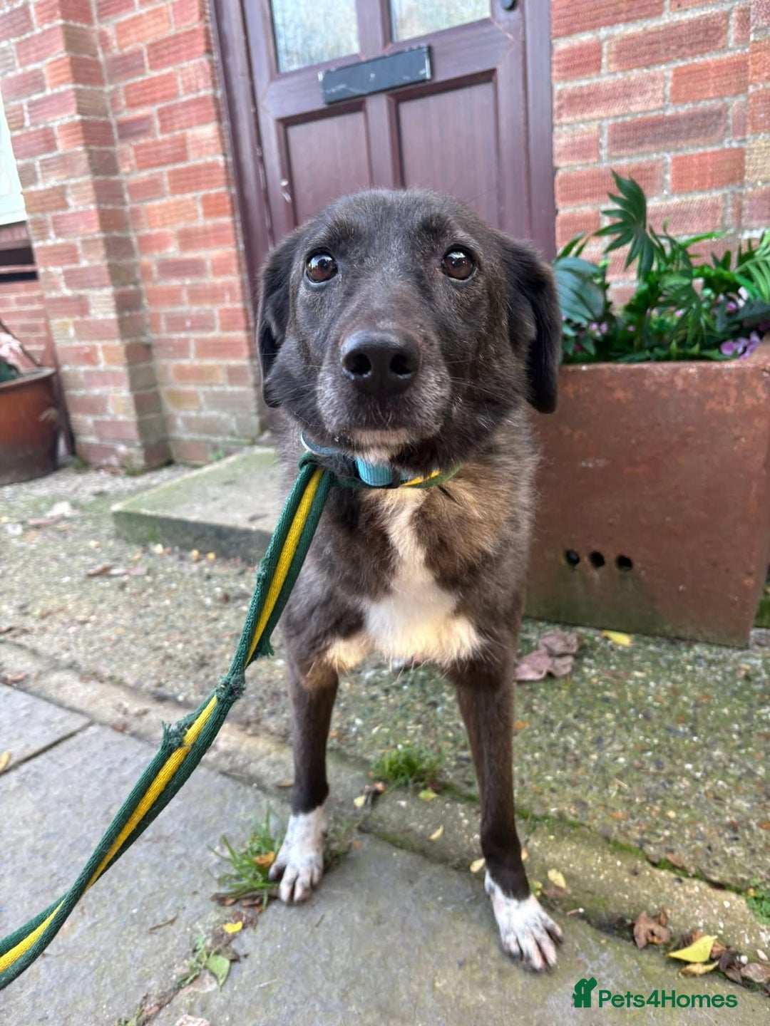 Mixed Breed dogs for adoption: Felice - Norwich Norfolk  - Advert 1