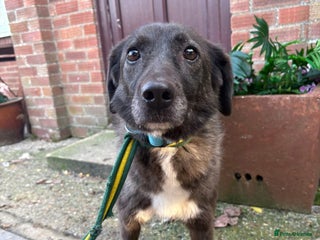 Mixed Breed dogs Felice - Norwich Norfolk - Advert 1