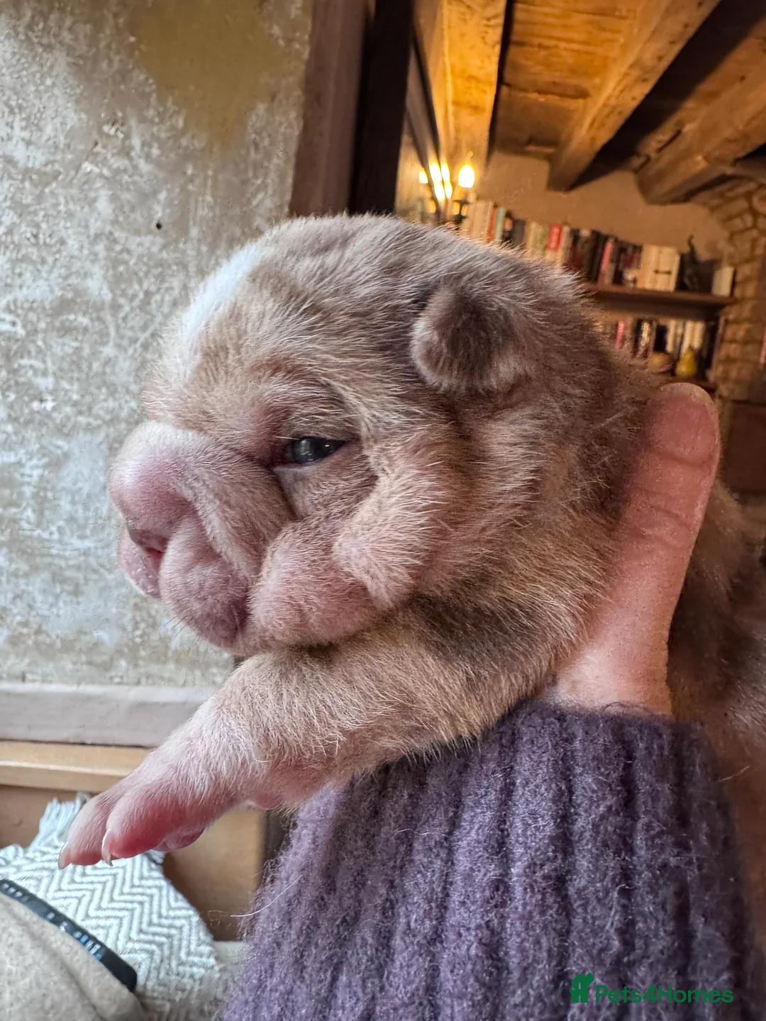 Shar Pei dogs for sale: Stunning Bullpei Puppies (Sharpei/English Bulldog) - Advert 21