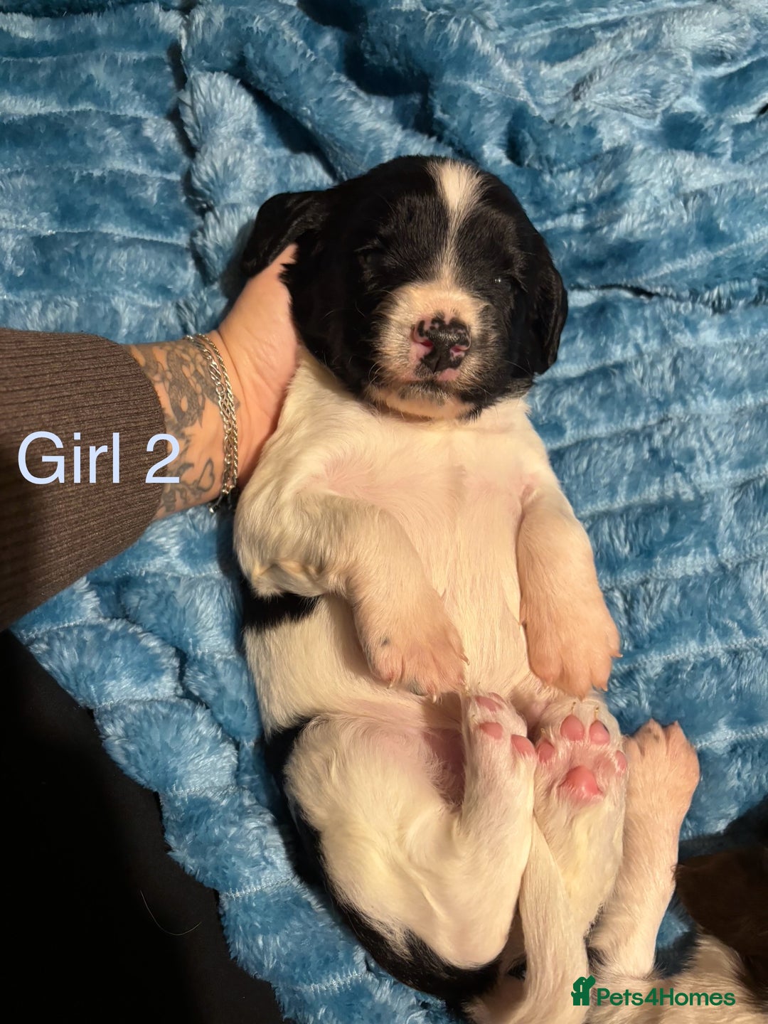 English Springer Spaniel dogs for sale: ✨ KC Registered English Springer Spaniel Puppies ✨ - Advert 17