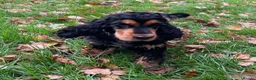 Cocker Spaniel dogs for sale: Cocker Spaniel Show Type - Advert 11