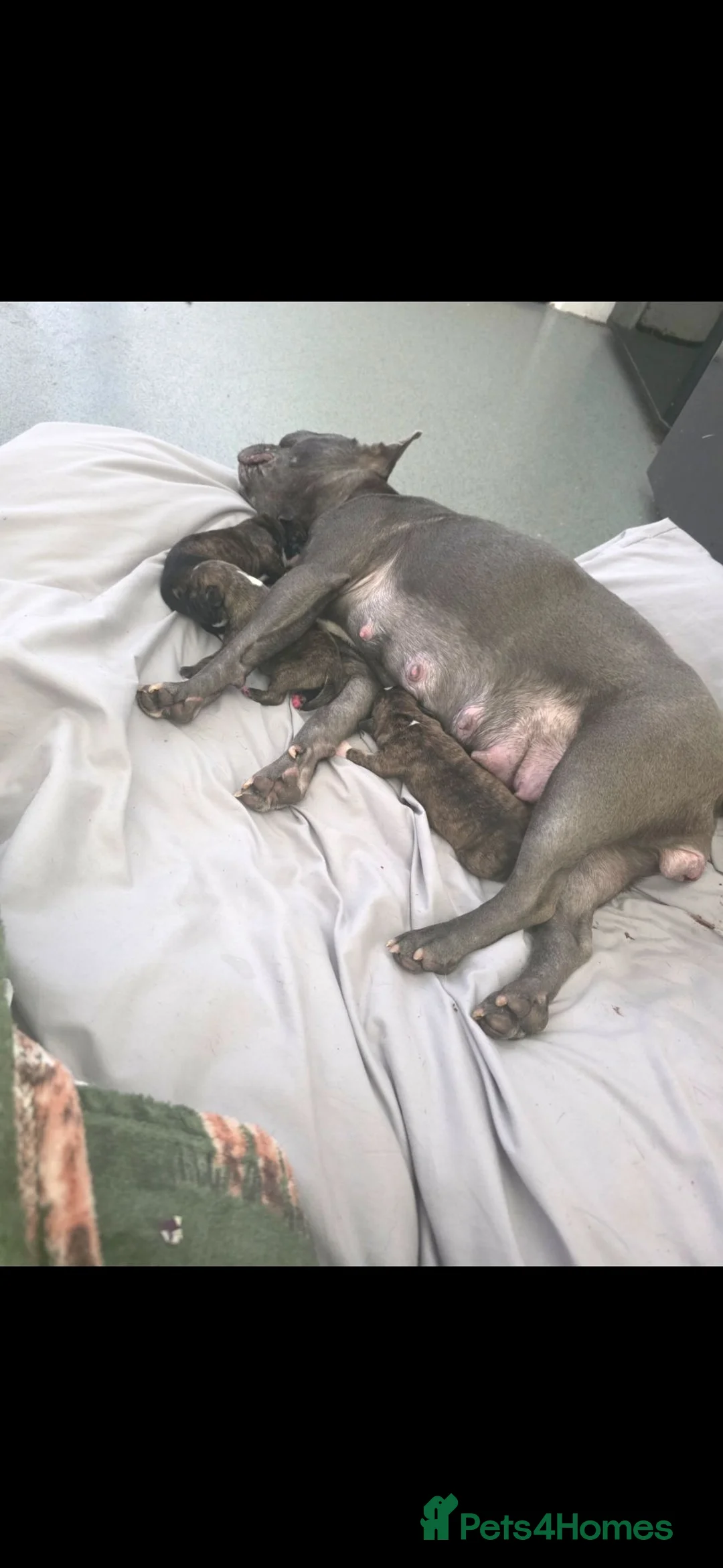 Mixed Breed dogs for sale: Frenchie cross puppies  in Much Wenlock - Advert 1