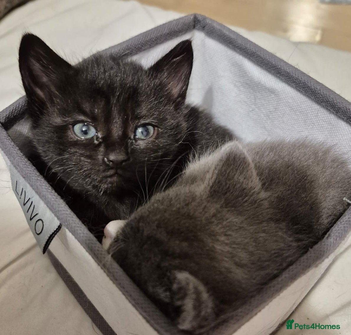 Domestic Shorthair cats for sale: 🖤 LAST KITTEN REMAINING – Midnight 🖤 - Advert 11