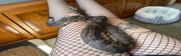 Python Snake reptiles for sale: Ball python - Advert 2