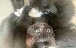 Domestic Shorthair cats for sale: Black and white kittens for sale  - Image 4