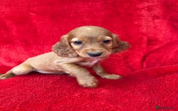 Cocker Spaniel dogs for sale: Working cocker spaniel puppies - Only 3x pups left - Image 18