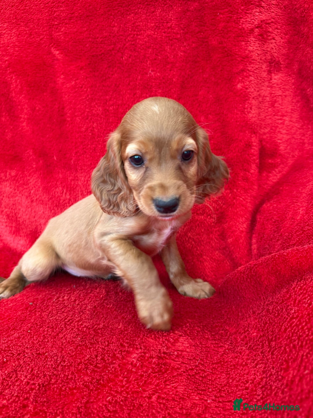 Cocker Spaniel dogs for sale: Working cocker spaniel puppies - Only 3x pups left - Image 18