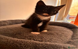 Mixed Breed cats for sale: Beautiful and super playful kittens  - Image 27