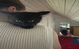 Ragdoll cats for sale: Beautiful Ragdoll X Kittens  - Image 7