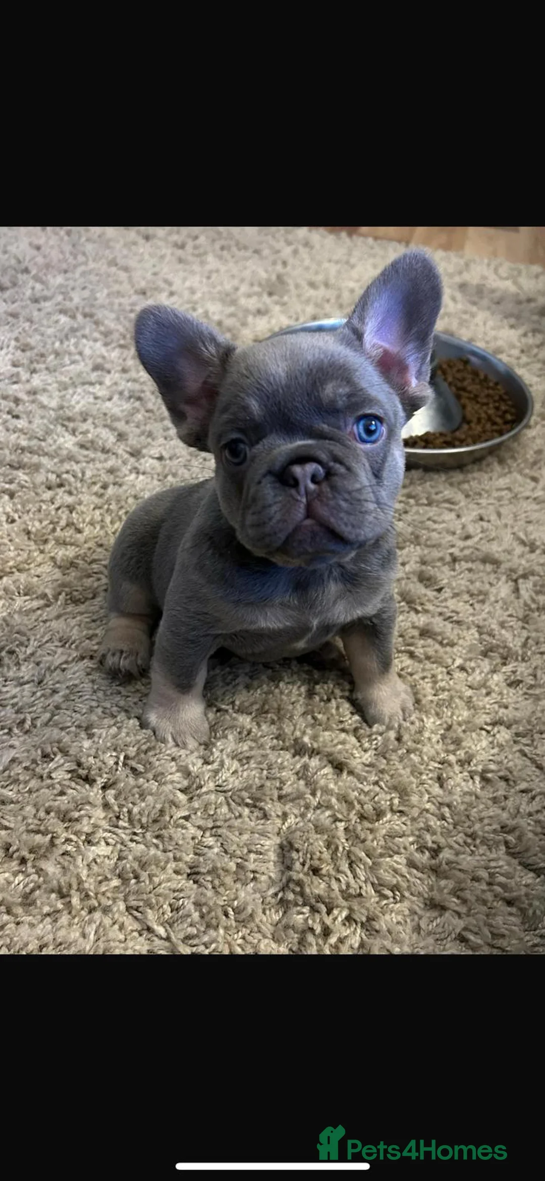 French Bulldog dogs for stud: 🔥🔥 PROVEN L1 & L4 BLUE VISUAL FLUFFY STUD 🔥🔥 in Feltham - Advert 22